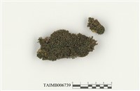 藏品(木靈苔屬)的圖片